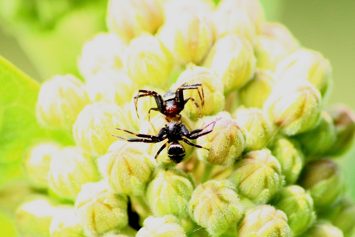 Synema globosum